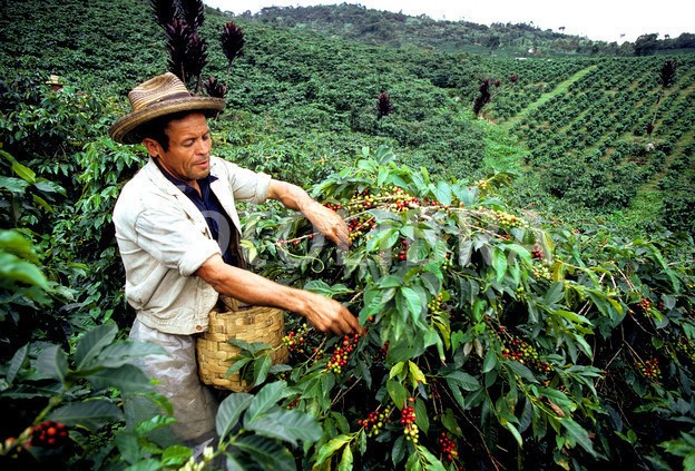 Colombian Coffee