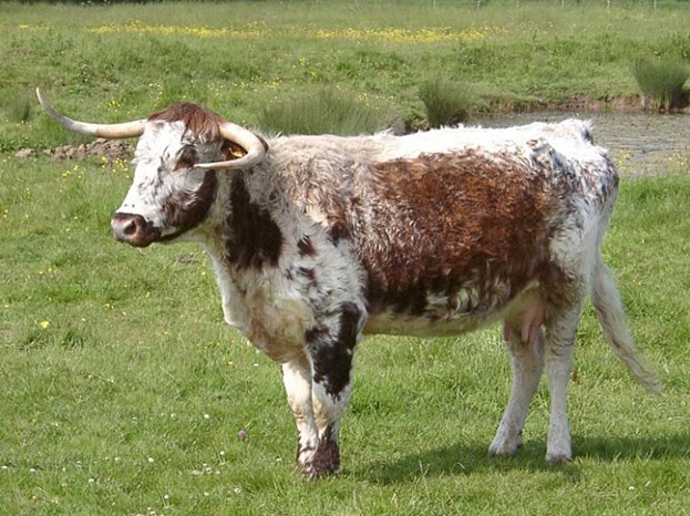 English Cattle.jpg