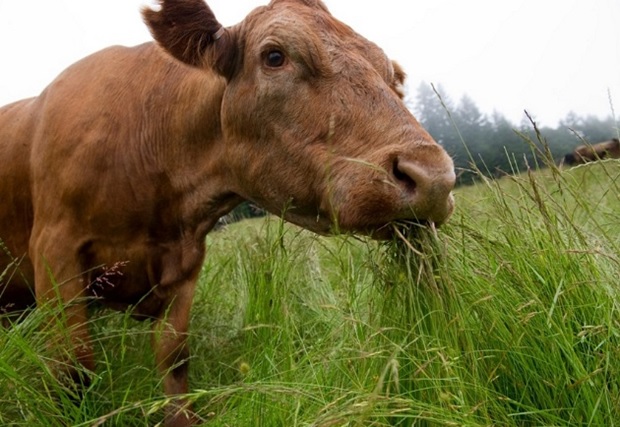 Grass-fed cattle.jpg